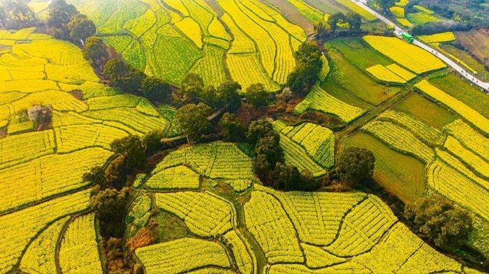 江西万安田园金色油菜花盛开