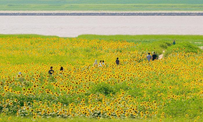 黄河岸边葵花花海引客来